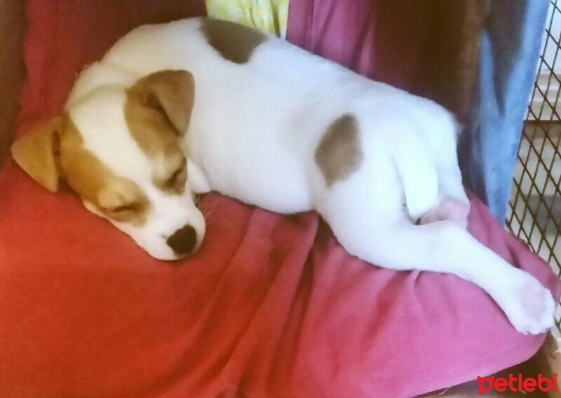 Jack Russell Terrier, Köpek  manti fotoğrafı