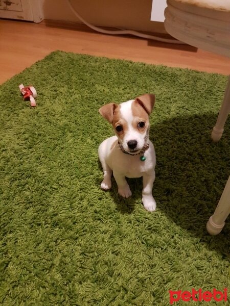 Jack Russell Terrier, Köpek  manti fotoğrafı