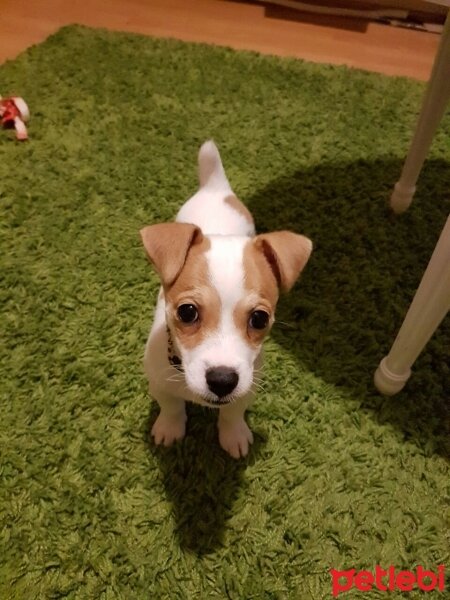 Jack Russell Terrier, Köpek  manti fotoğrafı