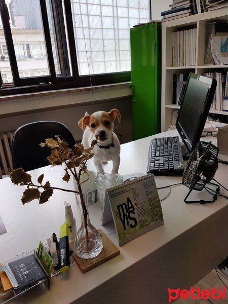 Jack Russell Terrier, Köpek  manti fotoğrafı