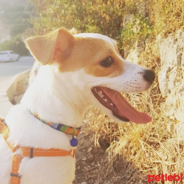 Jack Russell Terrier, Köpek  manti fotoğrafı