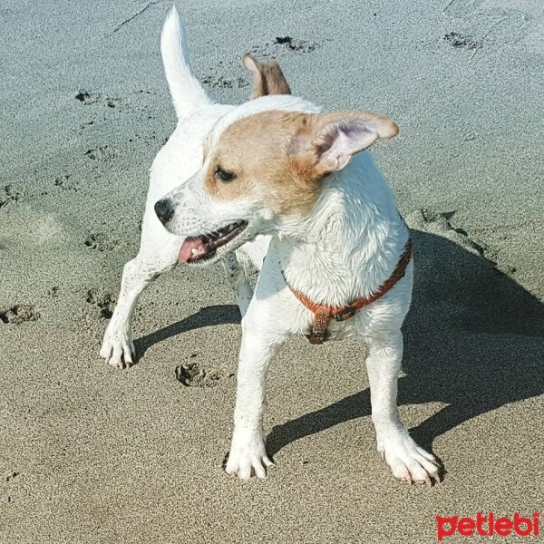 Jack Russell Terrier, Köpek  manti fotoğrafı