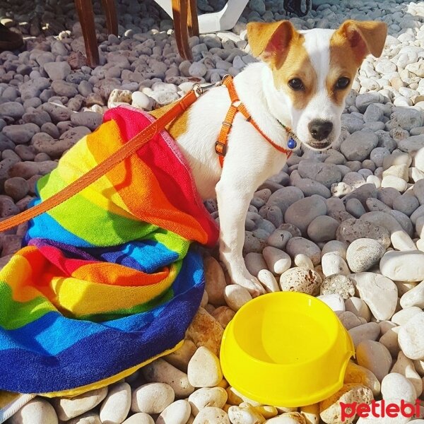 Jack Russell Terrier, Köpek  manti fotoğrafı