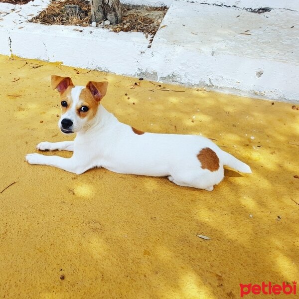 Jack Russell Terrier, Köpek  manti fotoğrafı