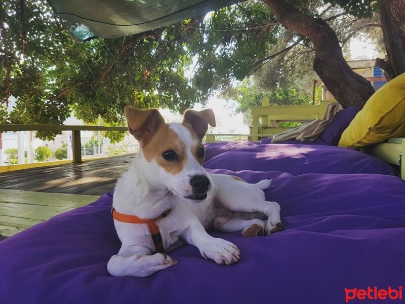 Jack Russell Terrier, Köpek  manti fotoğrafı