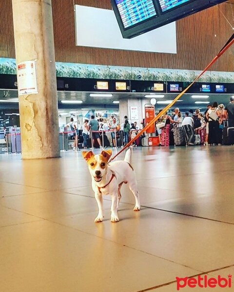 Jack Russell Terrier, Köpek  manti fotoğrafı