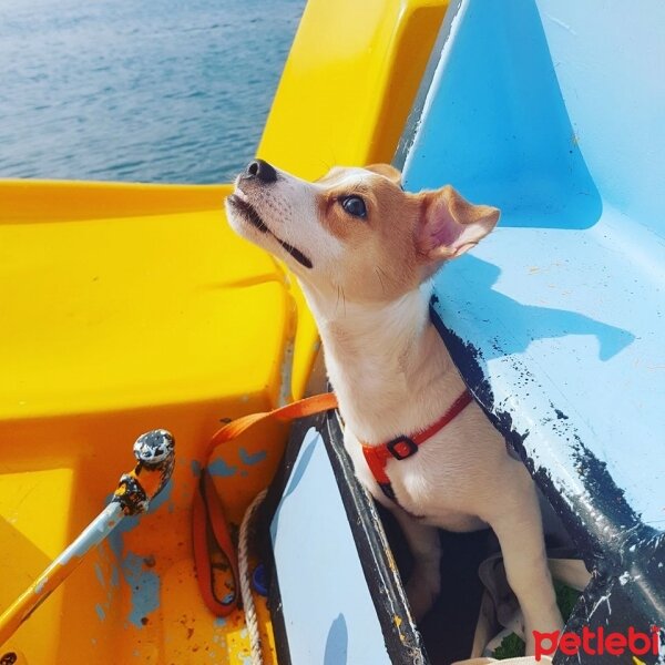 Jack Russell Terrier, Köpek  manti fotoğrafı