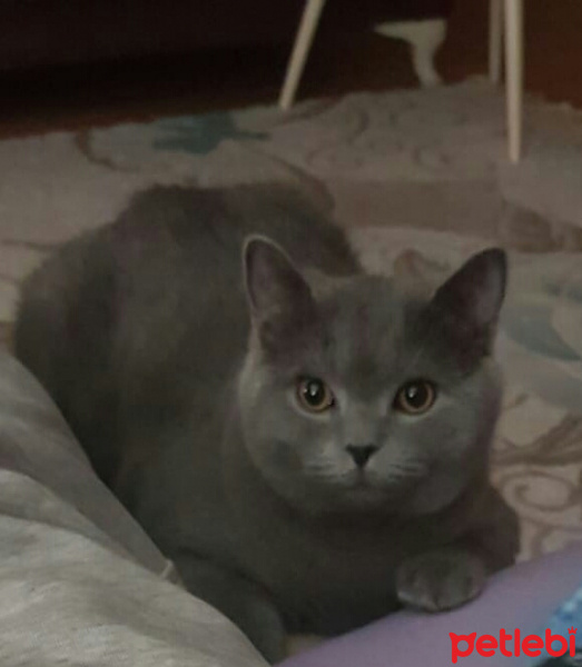 British Shorthair, Kedi  Çapkın fotoğrafı