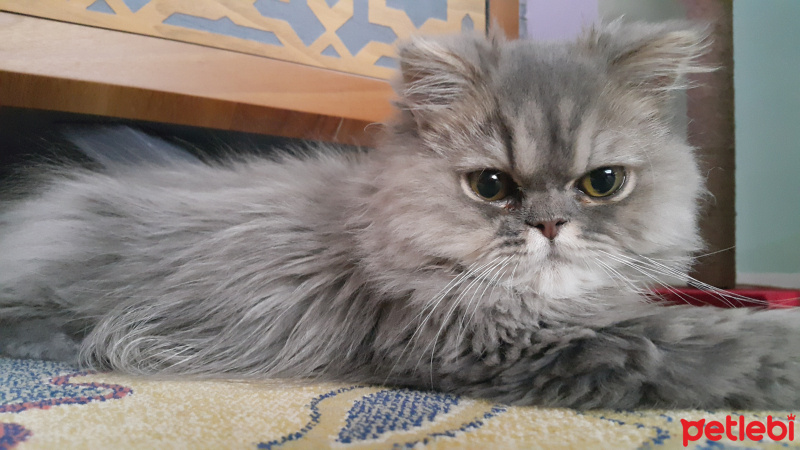 Chinchilla, Kedi  Leydi fotoğrafı