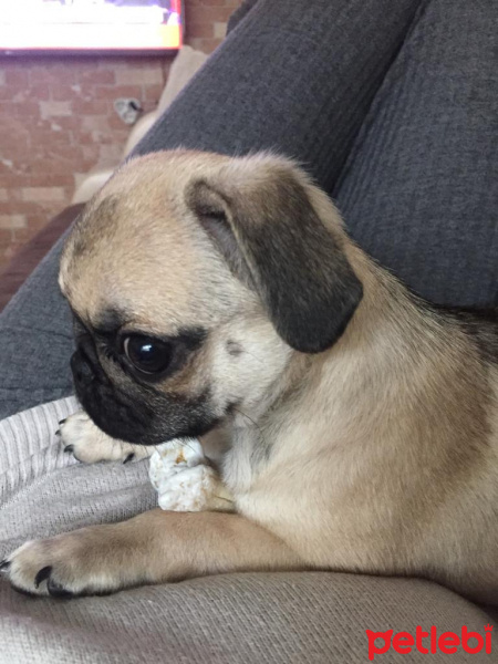 Pug, Köpek  joly fotoğrafı