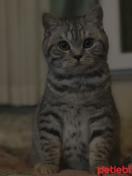 British Shorthair, Kedi  Alef fotoğrafı