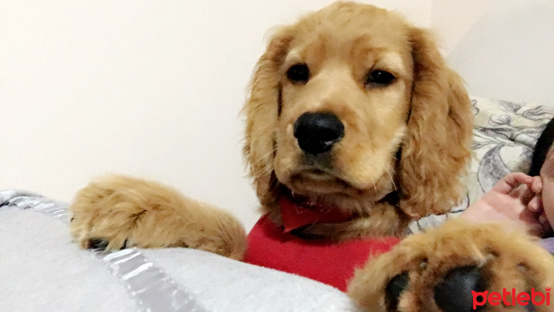 Amerikan Cocker Spaniel, Köpek  Toddy fotoğrafı