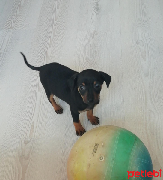 Minyatür Pinscher, Köpek  MİNYATÜR PİNÇER fotoğrafı