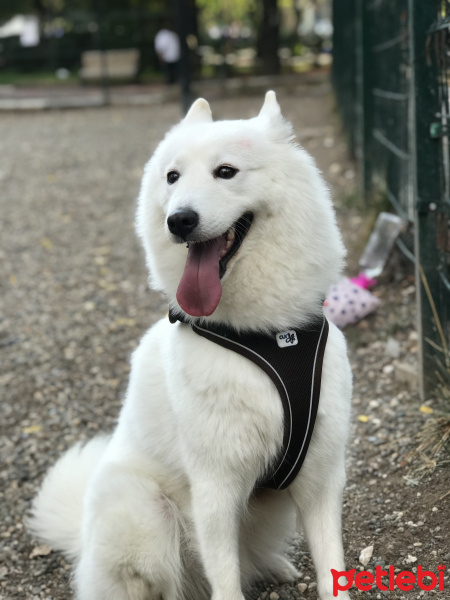 Samoyed, Köpek  Pamuk fotoğrafı