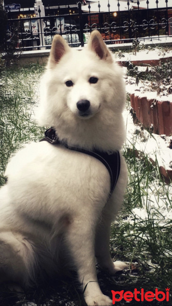 Samoyed, Köpek  Pamuk fotoğrafı