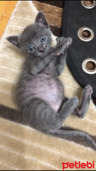 Mavi Rus, Kedi  Mırnav fotoğrafı