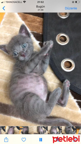 Mavi Rus, Kedi  Mırnav fotoğrafı