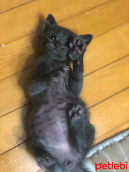 Mavi Rus, Kedi  Mırnav fotoğrafı