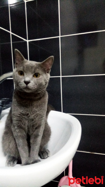 British Shorthair, Kedi  Rengar fotoğrafı