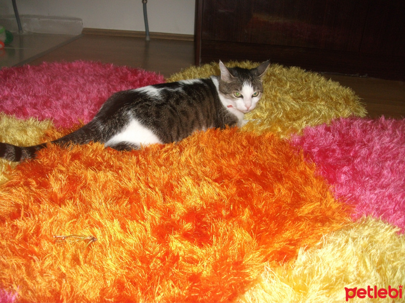 Tekir Kedi, Kedi  Maya fotoğrafı