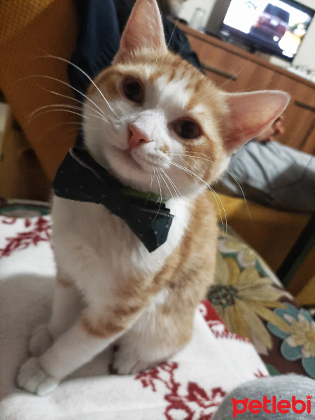 Sarman, Kedi  Behlül fotoğrafı