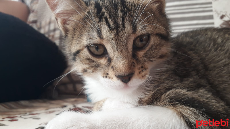 Tekir Kedi, Kedi  adı yok fotoğrafı