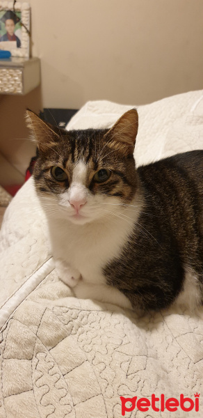 Tekir Kedi, Kedi  Pati fotoğrafı
