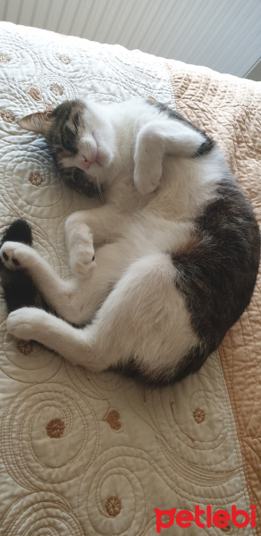Tekir Kedi, Kedi  Pati fotoğrafı