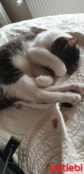Tekir Kedi, Kedi  Pati fotoğrafı