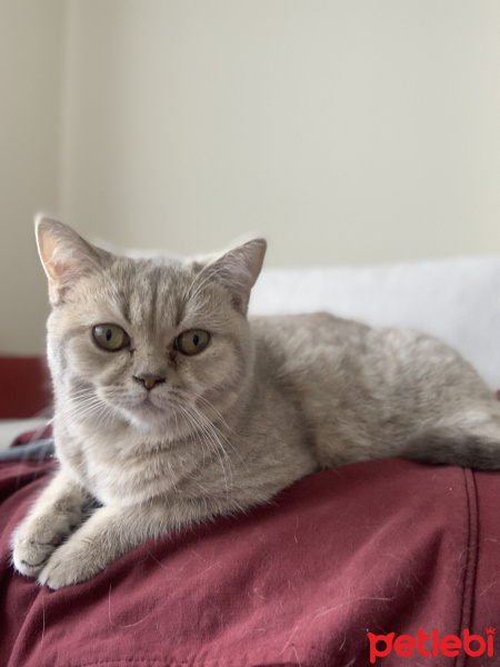 British Shorthair, Kedi  Şöbiyet fotoğrafı