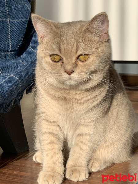 British Shorthair, Kedi  Şöbiyet fotoğrafı