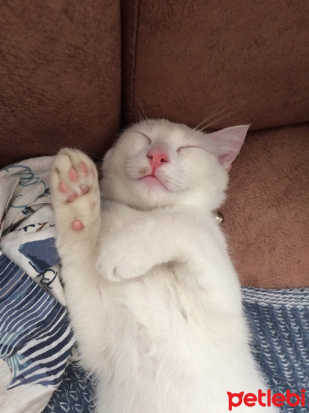 Van Kedisi, Kedi  Bal fotoğrafı