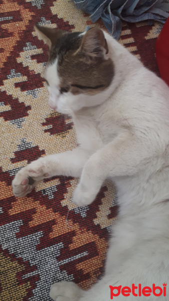 Tekir Kedi, Kedi  Pati fotoğrafı