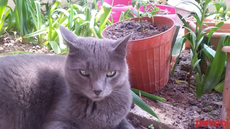 Mavi Rus, Kedi  Osman fotoğrafı