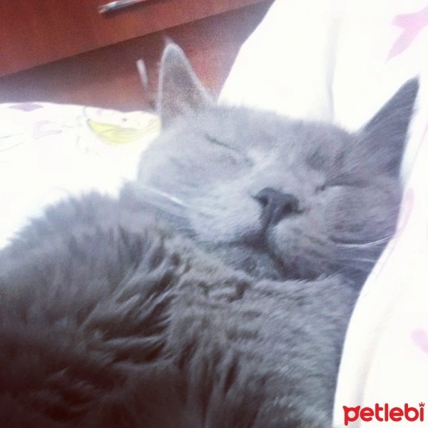 Mavi Rus, Kedi  Osman fotoğrafı