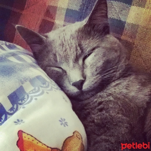 Mavi Rus, Kedi  Osman fotoğrafı