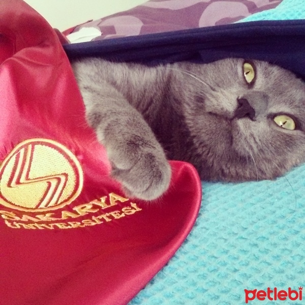 Mavi Rus, Kedi  Osman fotoğrafı