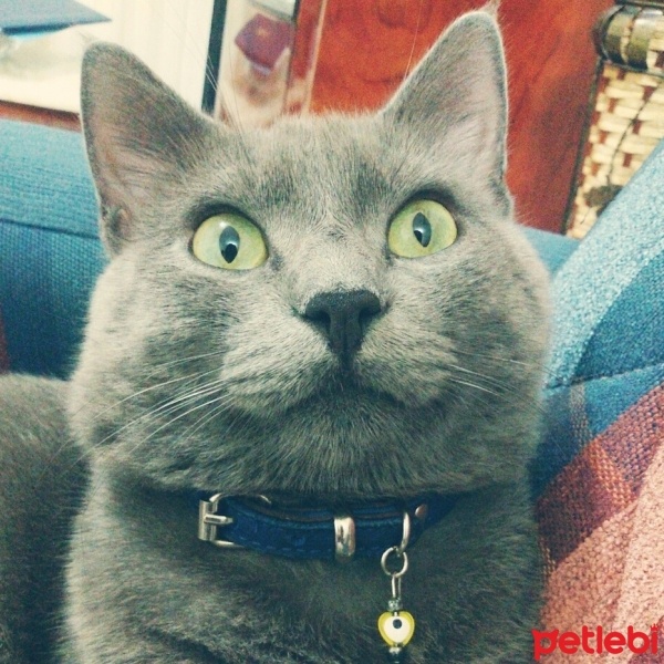 Mavi Rus, Kedi  Osman fotoğrafı