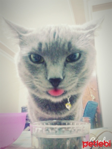 Mavi Rus, Kedi  Osman fotoğrafı