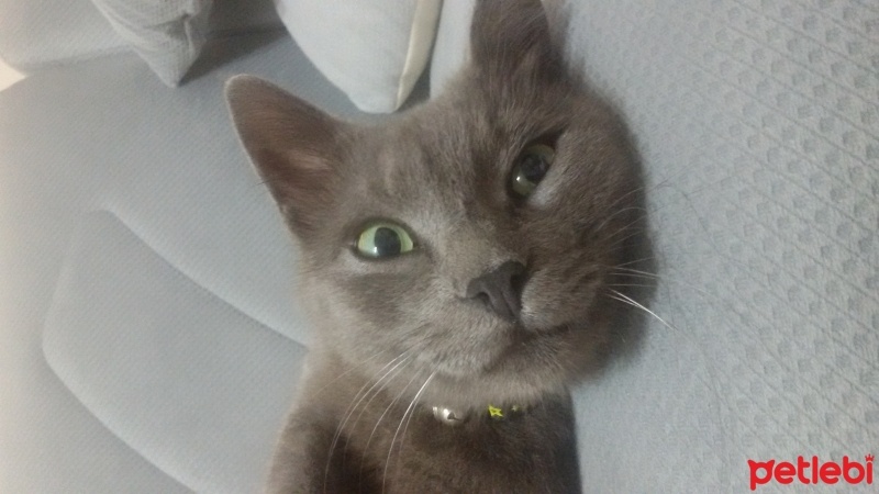 Mavi Rus, Kedi  Osman fotoğrafı