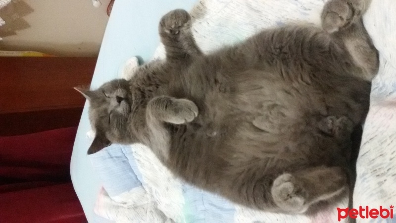 Mavi Rus, Kedi  Osman fotoğrafı