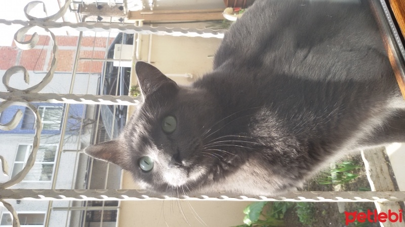 Mavi Rus, Kedi  Osman fotoğrafı