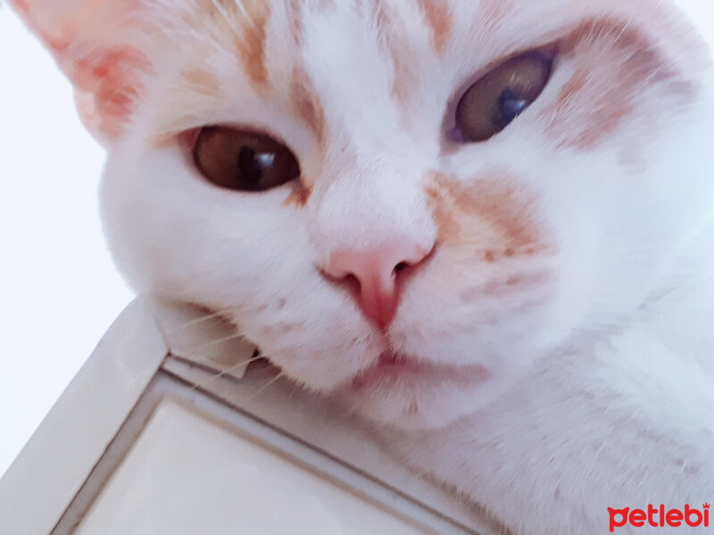 Sarman, Kedi  Gökbörü Joe fotoğrafı