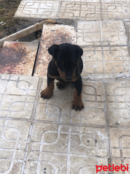 Doberman Pinscher, Köpek  İsimsiz fotoğrafı
