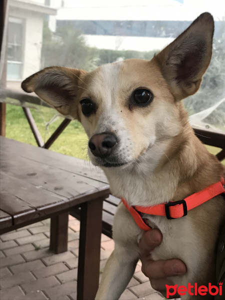 Jack Russell Terrier, Köpek  Vera fotoğrafı