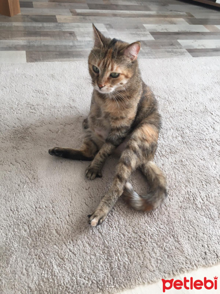 Tekir Kedi, Kedi  Gofret fotoğrafı