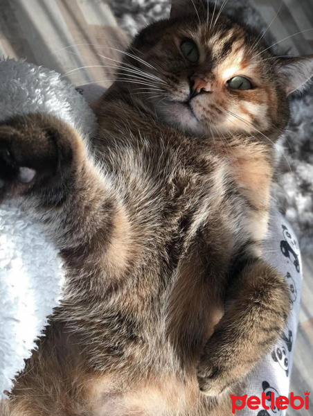 Tekir Kedi, Kedi  Gofret fotoğrafı