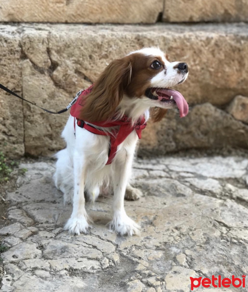 Cavalier King Charles Spanieli, Köpek  LORD fotoğrafı