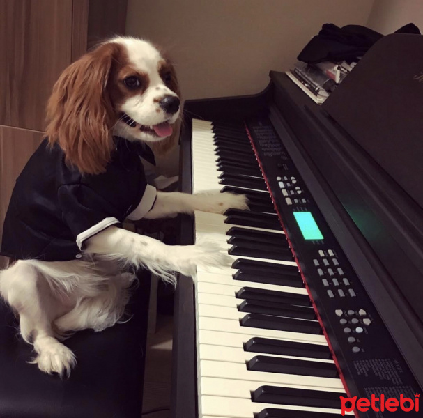 Cavalier King Charles Spanieli, Köpek  LORD fotoğrafı