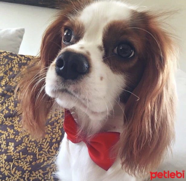 Cavalier King Charles Spanieli, Köpek  LORD fotoğrafı
